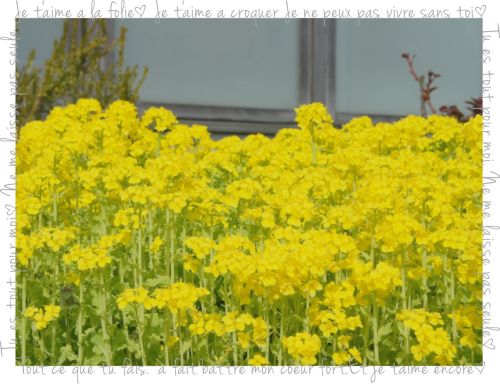 庄内緑地公園　菜の花