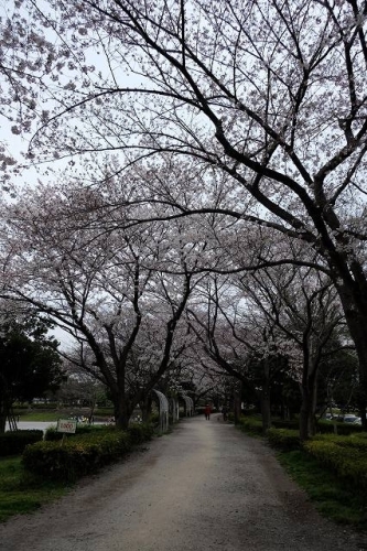 CHERRY BLOSSOM 5.Apr.2017 MIHASHI PARK-1.jpg.jpg