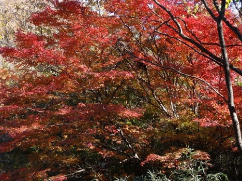 紅葉.jpg