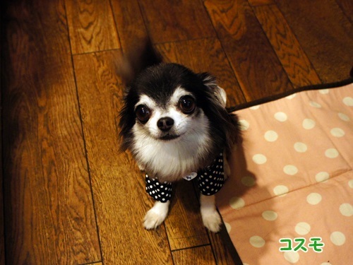 yomotsuku20130511-2.JPG