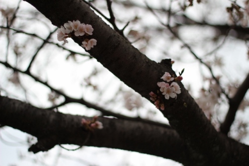 IMG_8249 (640x427).jpg