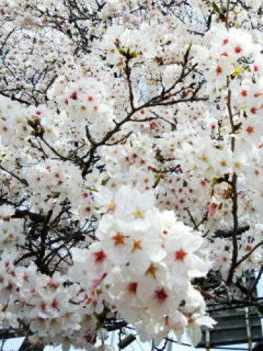 お花見３ｓ.jpg