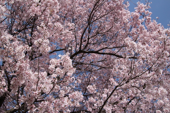 コロナウイルスには負けないぞ 番外遍 戸山公園の桜 ｍｏｍｏ太郎日記 楽天ブログ