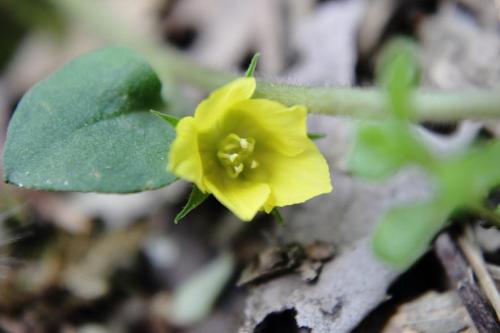 20160423 コナスビ.jpg