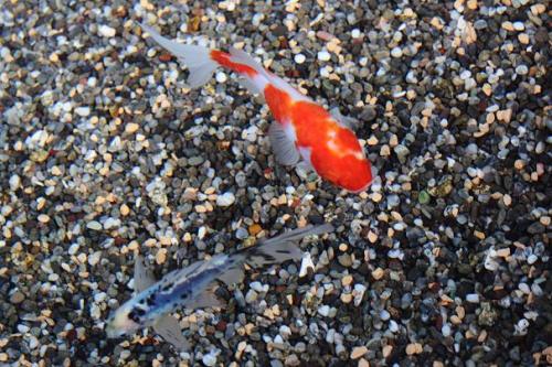 20160117 ブリストル朱文金 & 桜朱文金.jpg