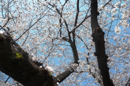 pict-上野の桜 5.jpg