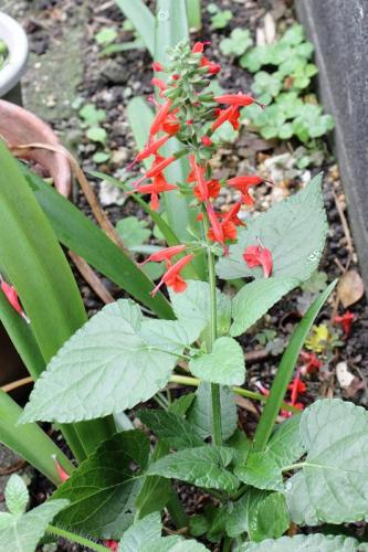 20160529 サルビア2.jpg