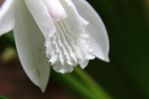 20160507 シラン白.jpg