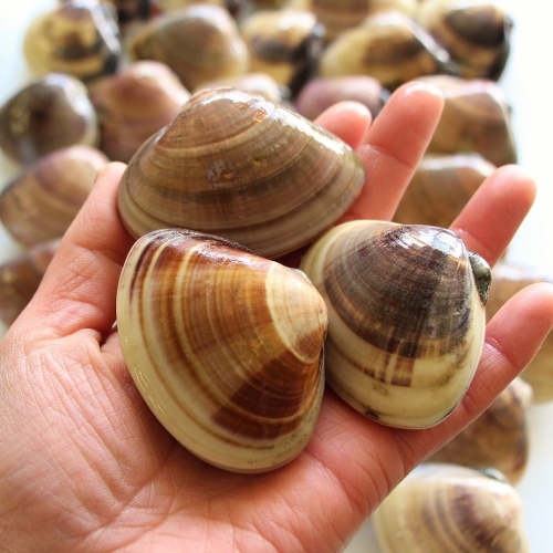 天然地蛤　手.jpg