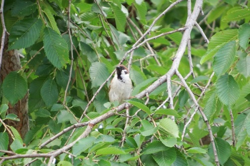 sparrow0716.jpg