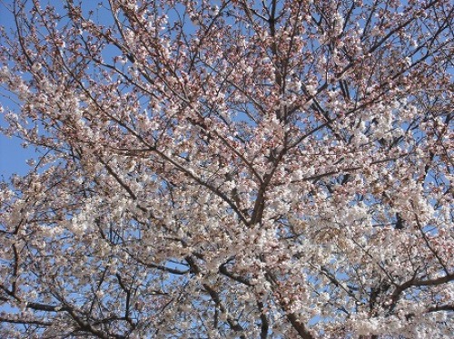 2012 ご近所の桜