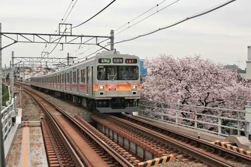 Tokyu 9000 Series with cherry blossoms beside track