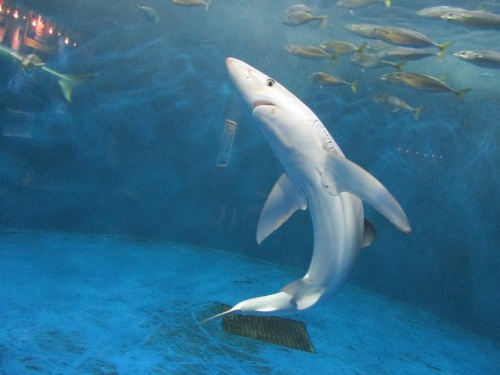 仙台うみの杜水族館