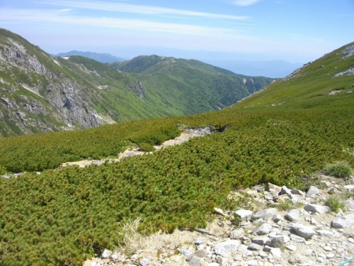 木曽駒ヶ岳乗越浄土ハイマツ.JPG