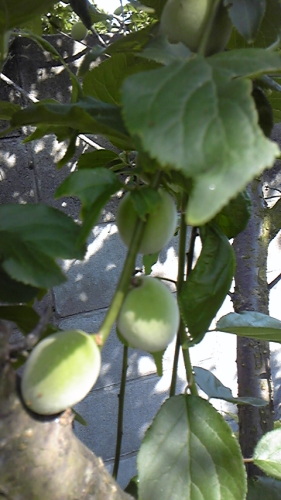 5月１６日 002.JPG