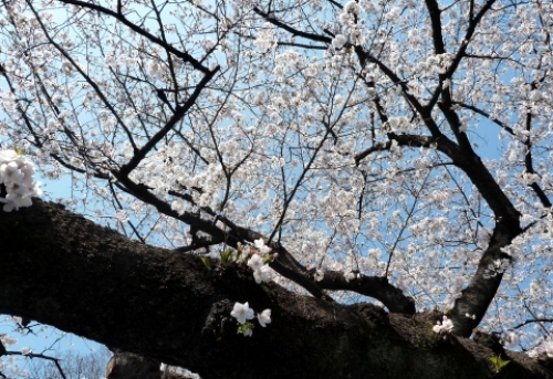 pict-上野の桜 3.jpg