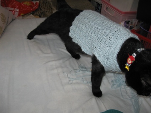 猫のセーター1.jpg