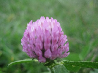 河川敷　2012.10.08 005.jpgブログ.jpg