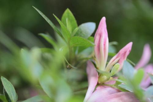 20170604 モチツツジ　蕾.jpg