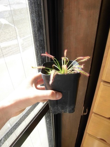 D capensis red.jpg