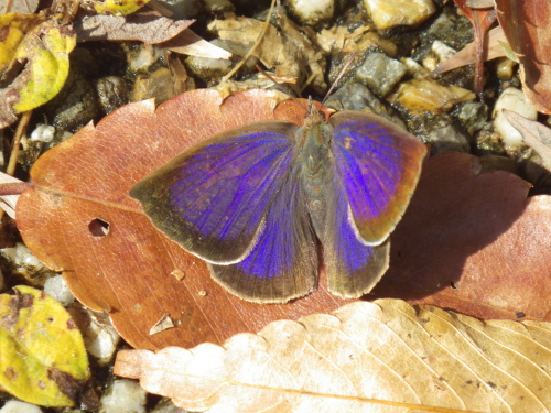 ムラサキシジミ