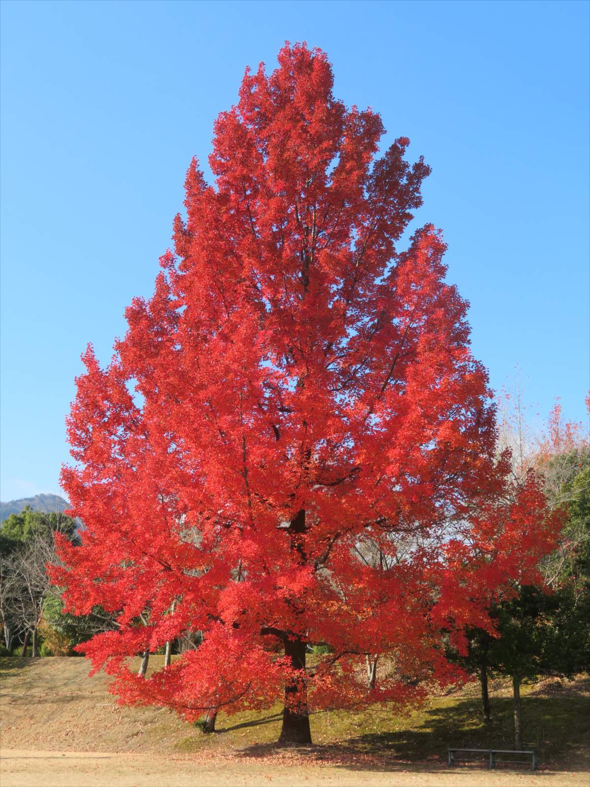 フウの木の真っ赤な紅葉（2）---12月23日 | ニンニク父さんのブログ - 楽天ブログ