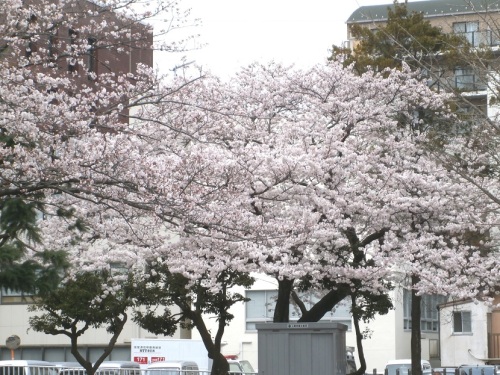 公園ノ桜.JPG