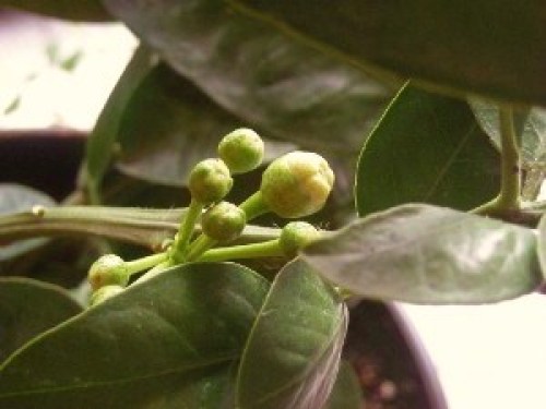 DSCN7512 (300x225).jpg