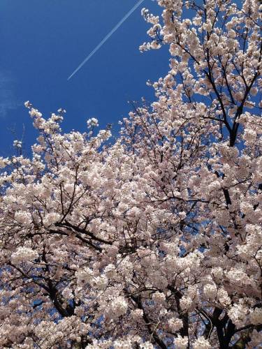彦根城の桜と飛行機雲.jpg