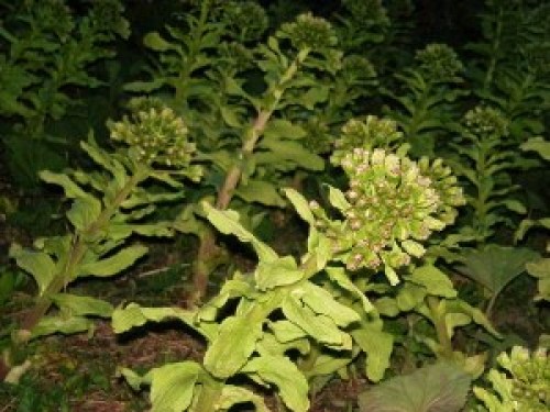 DSCN7163 (300x225).jpg