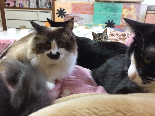 IMG_8780 - コピー.JPG