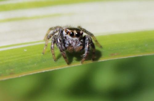 20150418 ハエトリグモ2.jpg