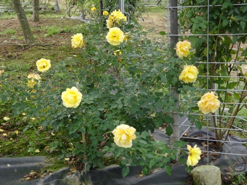 DSC02238 - コピー.jpg