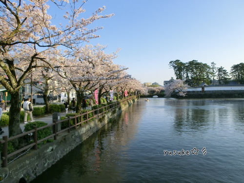 小田原城の桜.jpg