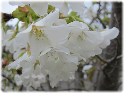 桜３.jpg