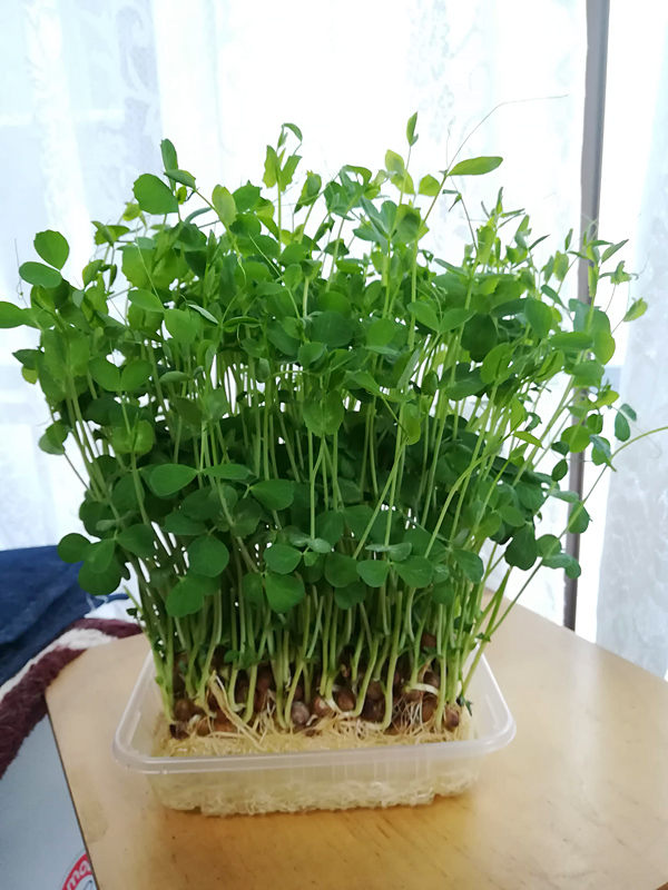 豆苗 とうみょう の成長過程 水を交換するだけ簡単栽培 １０日で再収穫 Memorial Melody メモリアルメロディー Kiraのフォトブログ 楽天ブログ