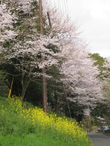 龍田山にて