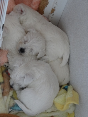 20130311親戚4匹.jpg