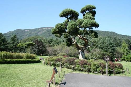 韓国　アチムゴヨ　樹木園