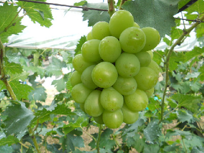 緑葡萄.jpg