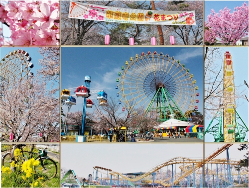 華蔵寺公園の桜.jpg