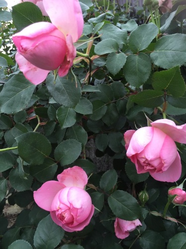 2016-05-05 17.07.15.jpg