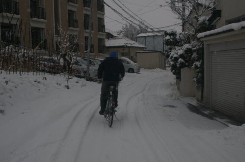 八重岳桜まつり2017 １月２８日 自転車