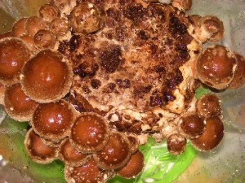 DSCN6253 (300x225).jpg