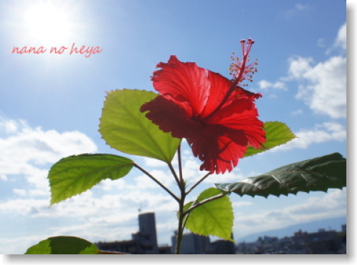ハイビスカス
