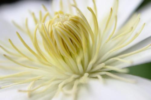 20160423 クレマチス白.jpg