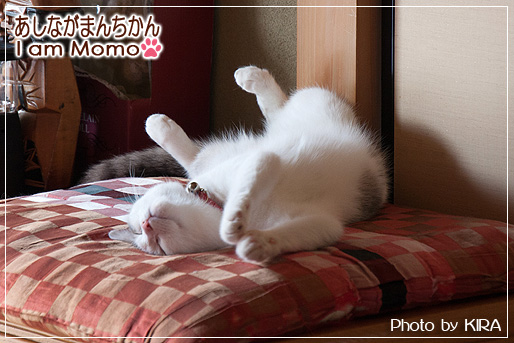 猫,マンチカン,足長マンチカン,ももちゃん,面白い寝相,munchkin_momo140717.jpg