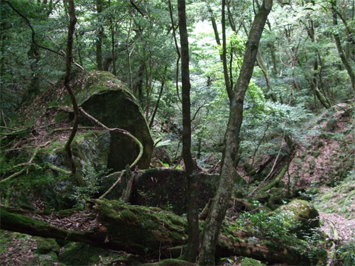 屋久島49.jpg