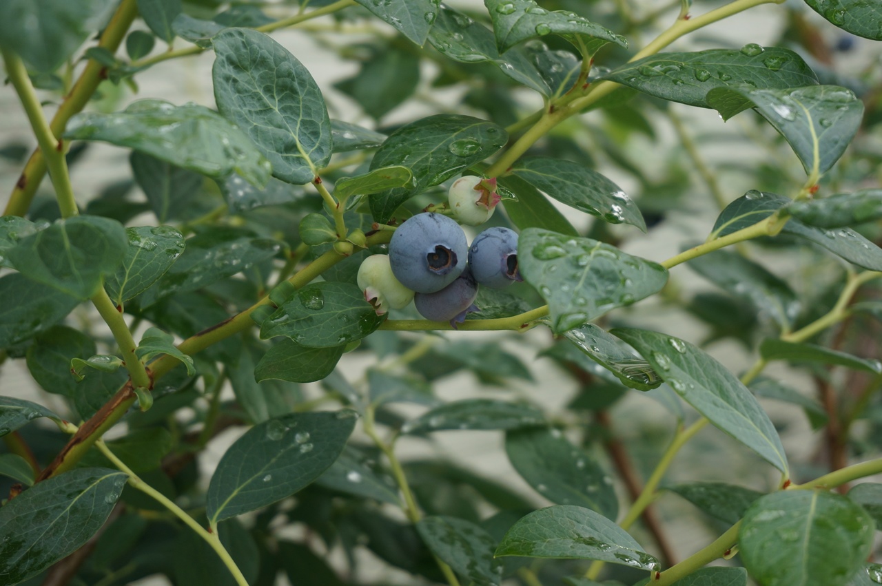 21年度6 下のブルーベリーの様子 収穫と夏剪定 ゆずちゃんの庭 楽天ブログ