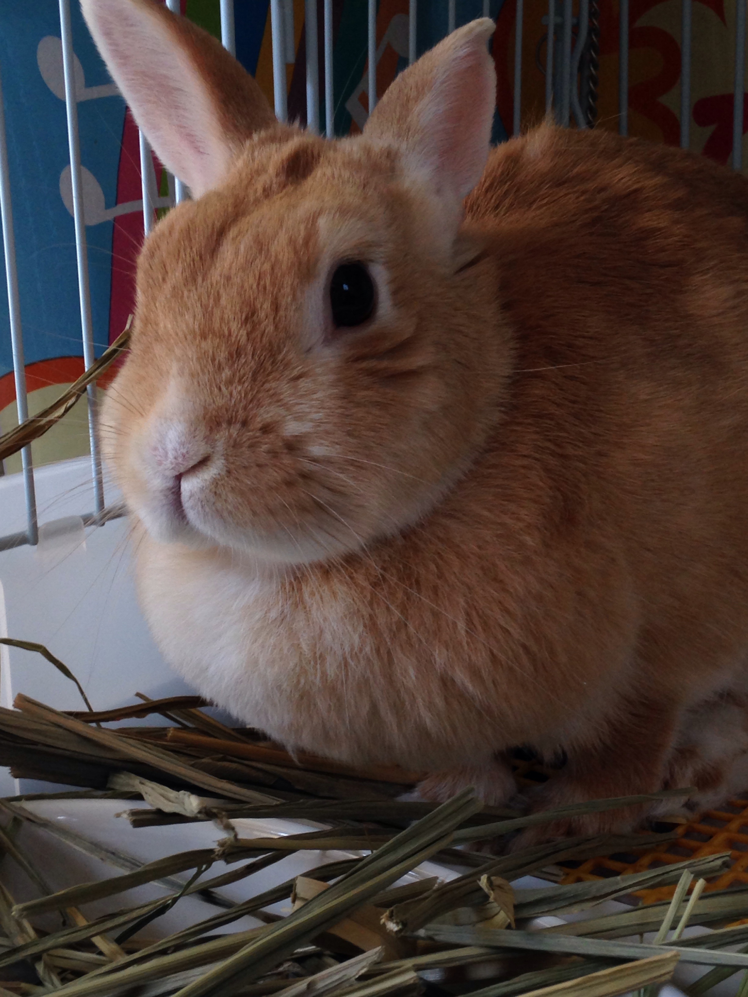うさパンチ食らう 早くしないと遅刻しますよ 楽天ブログ